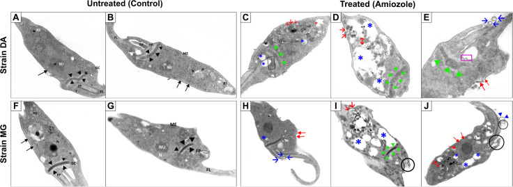 Fig 5