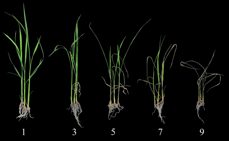 Figure 1