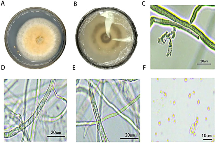 Figure 2