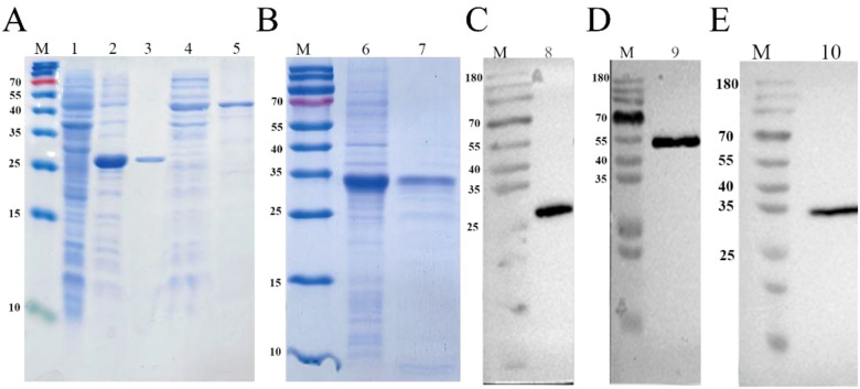 Figure 3
