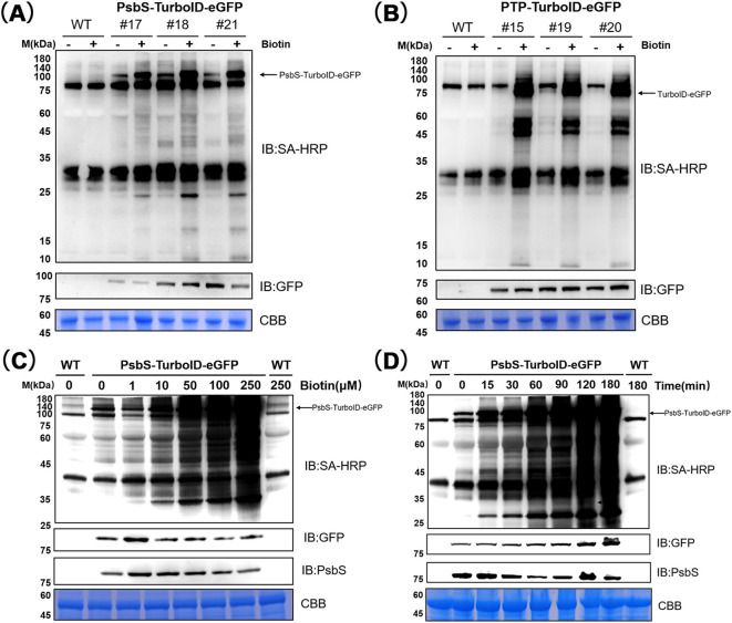 Figure 3