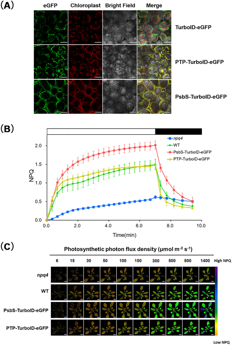 Figure 4