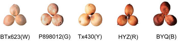 Figure 1