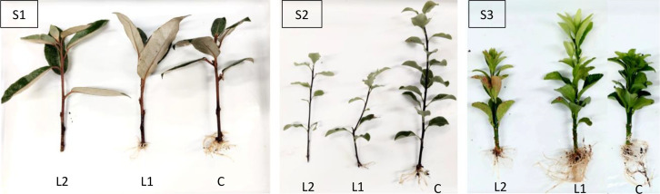 Figure 3
