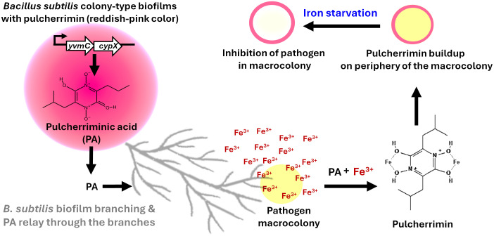 Figure 1