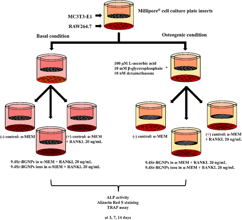 Scheme 3