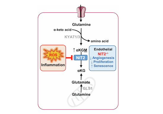 Figure 17