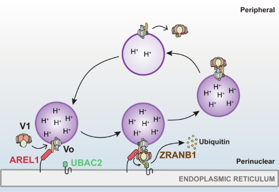 Figure 16