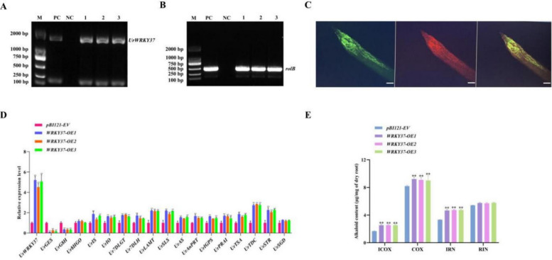 Figure 11