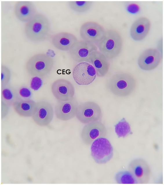 Figure 5