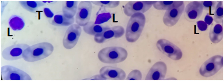 Figure 7