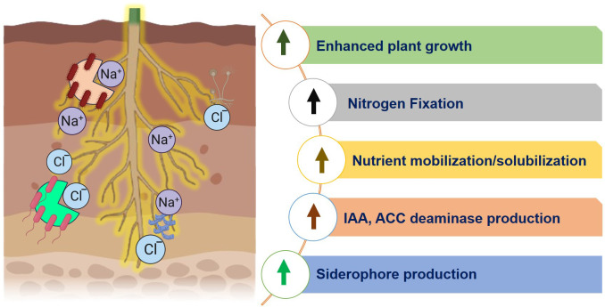 Figure 4