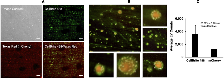 Figure 4