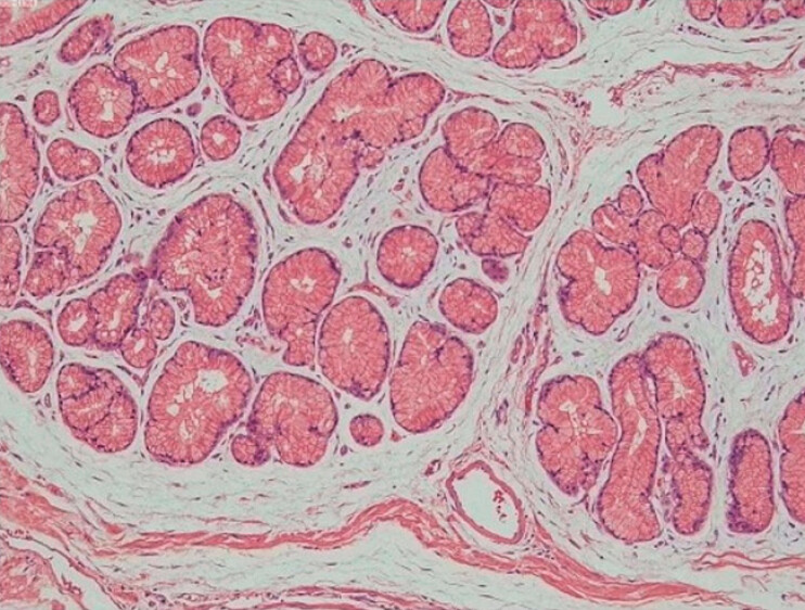 Fig. 5