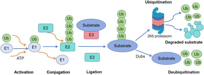Figure 1