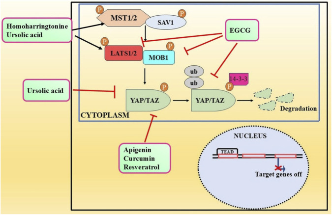 FIGURE 2
