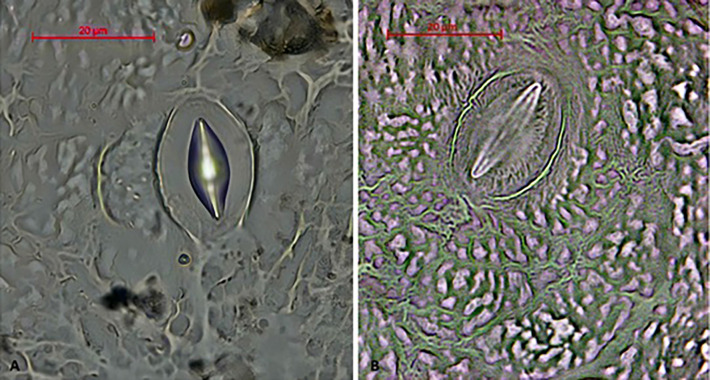 Figure 2