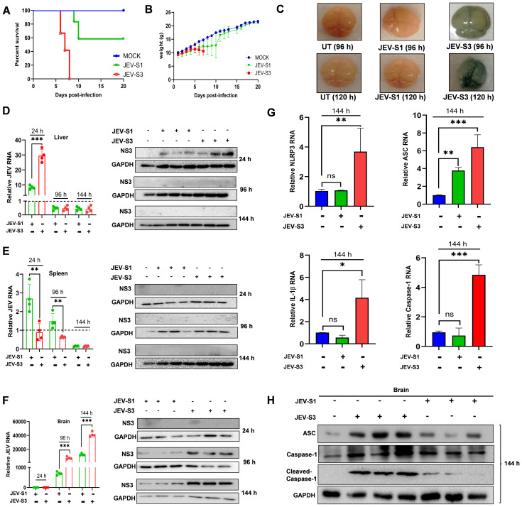 Figure 2