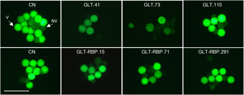 Figure 5