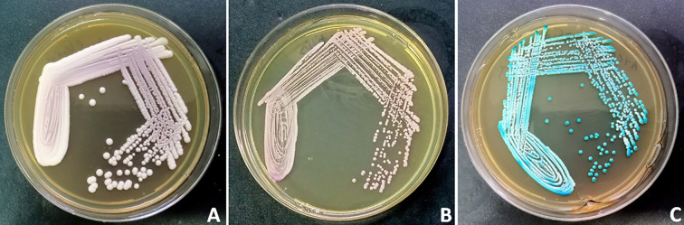 Figure 1