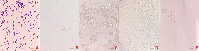 Figure 2