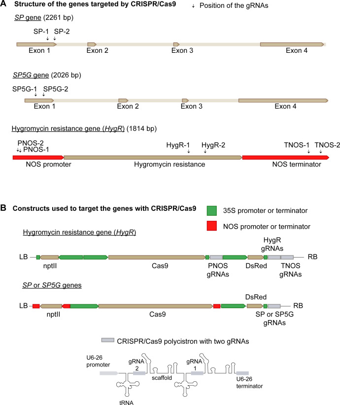 Figure 1