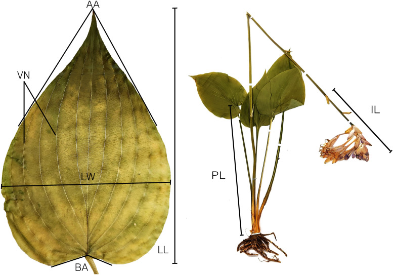 Figure 1