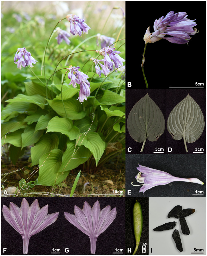 Figure 11