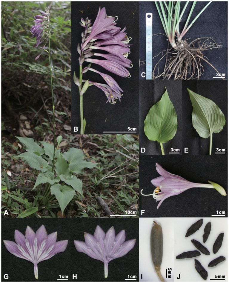 Figure 12