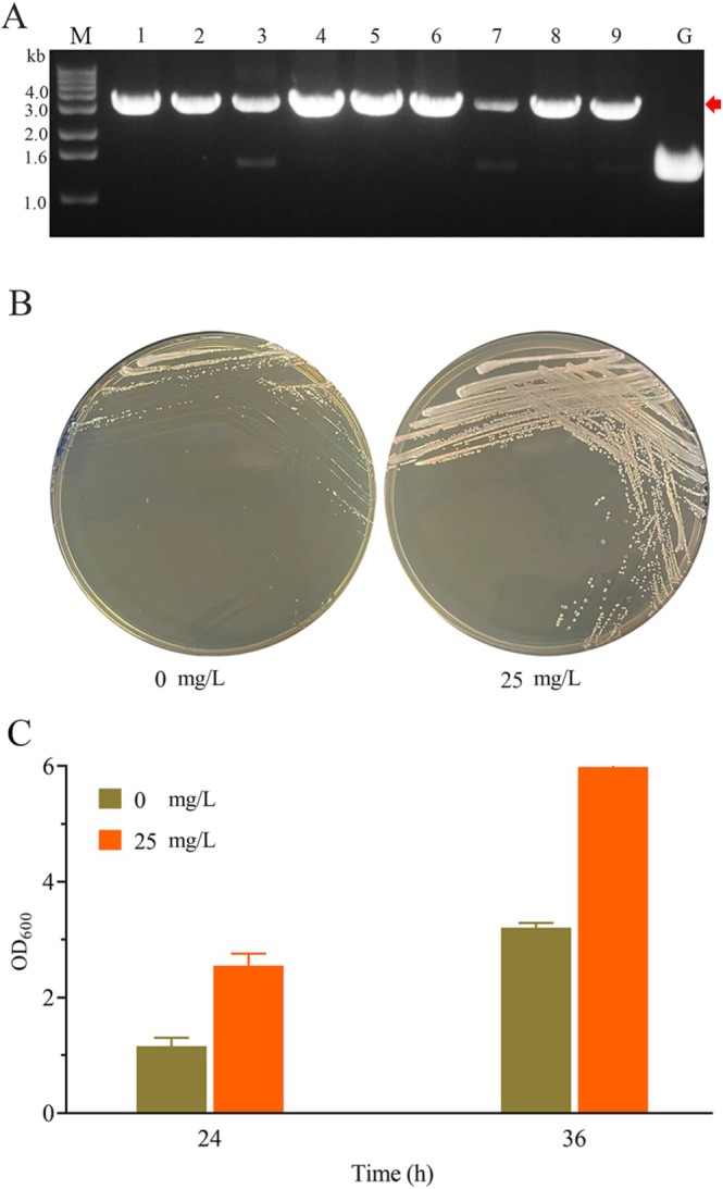 FIGURE 7