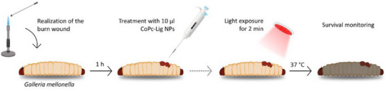 FIGURE 10