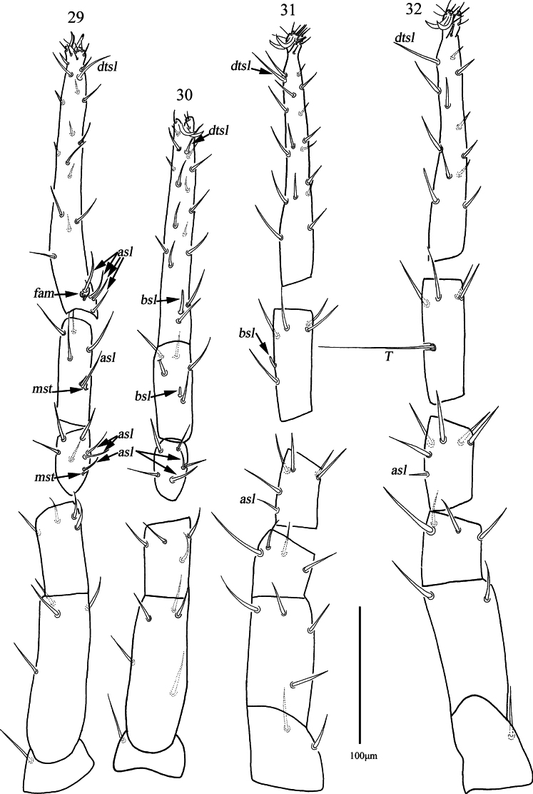 Figures 29–32