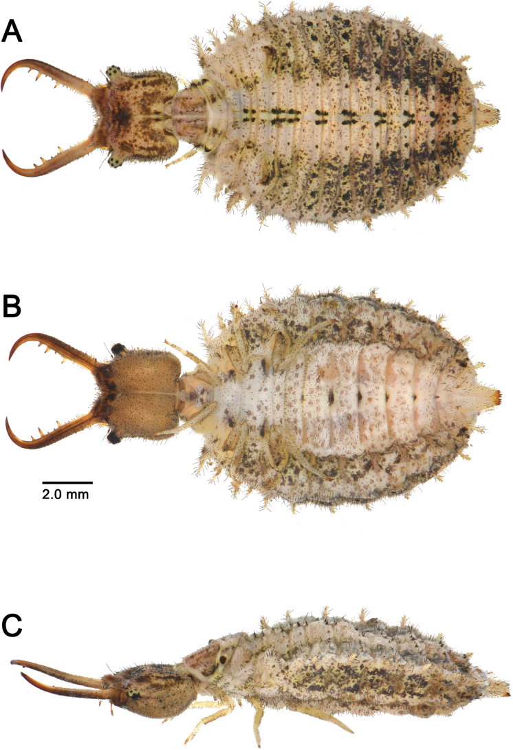 Figure 20