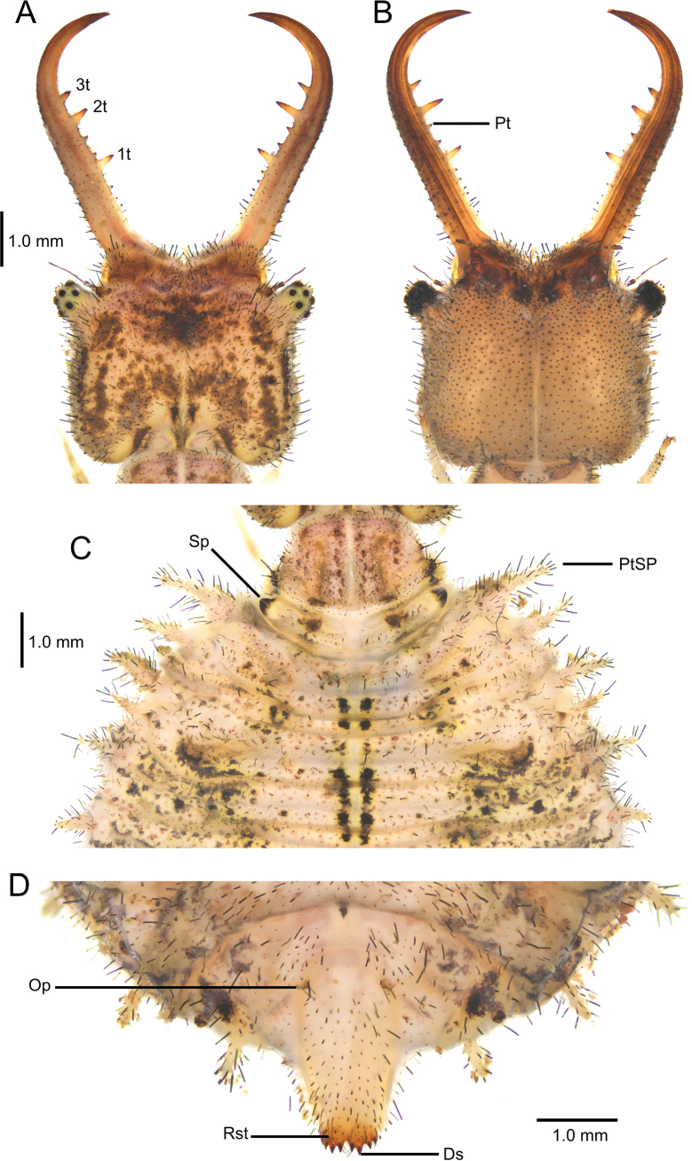 Figure 21