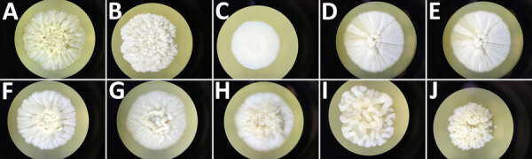 Figure 5