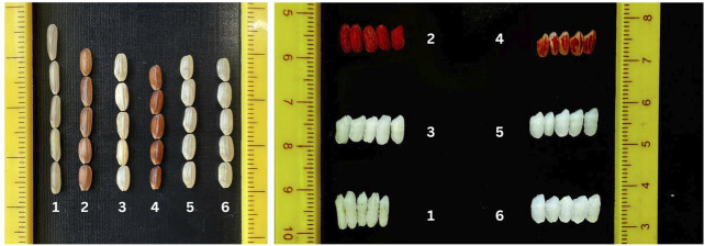 Figure 7
