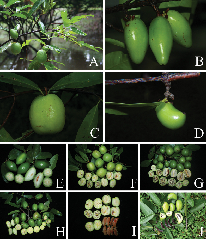 Figure 9