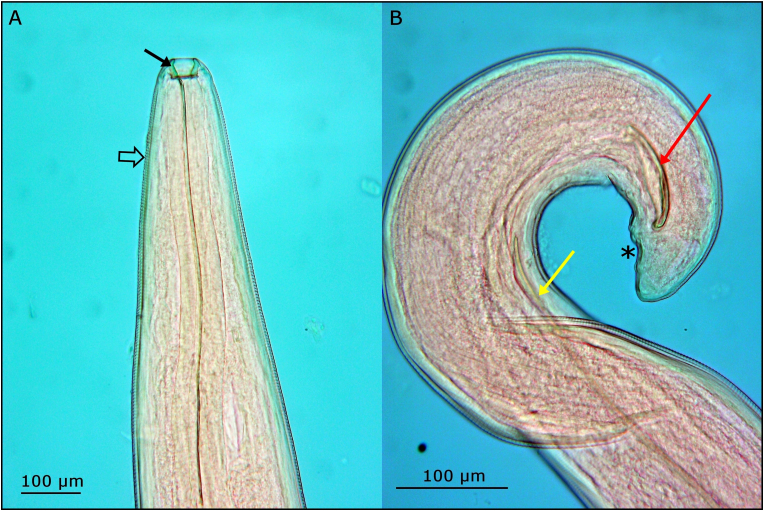 Figure 4