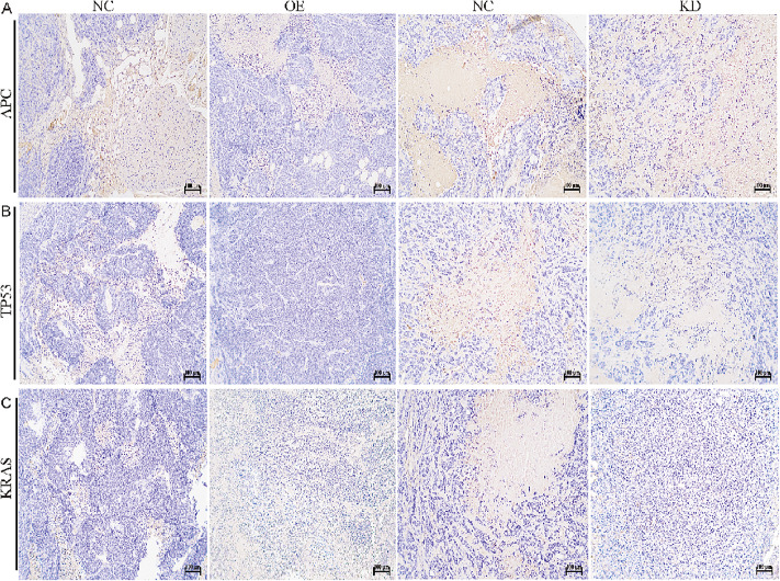 Fig 8