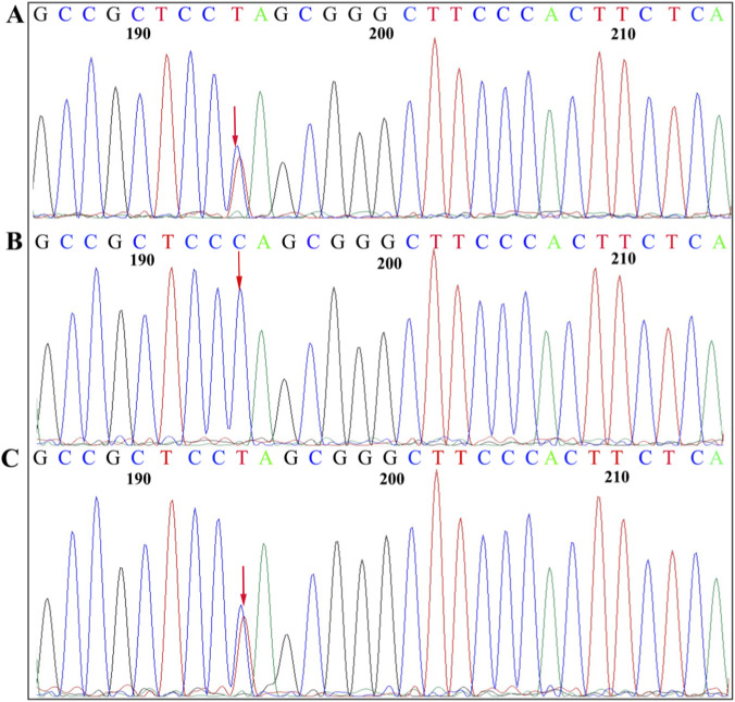 FIGURE 3
