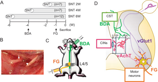 FIGURE 1