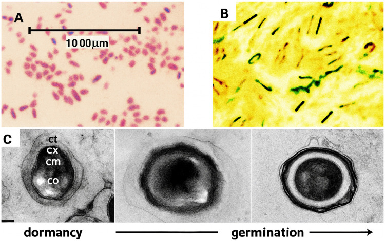 Figure 4