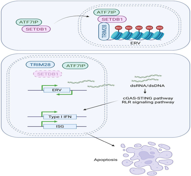 Figure 12