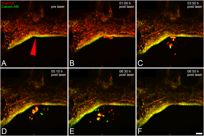 Figure 6