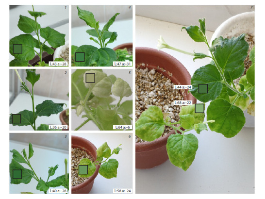 Fig. 3