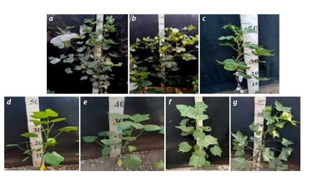 Fig. 10