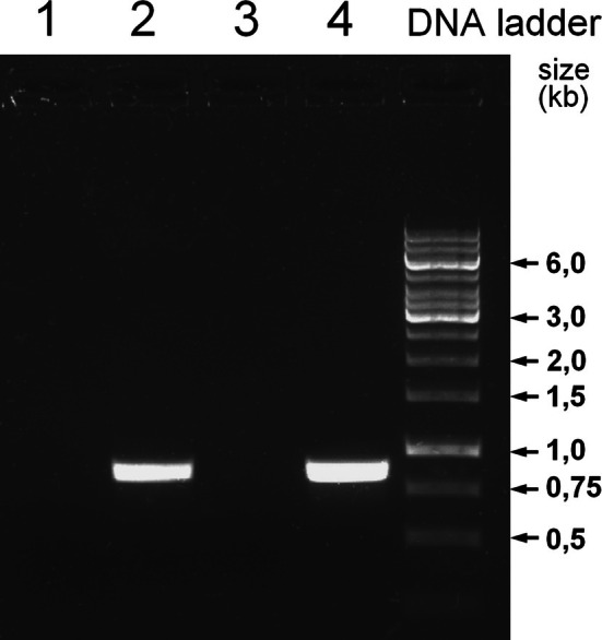 FIGURE 3