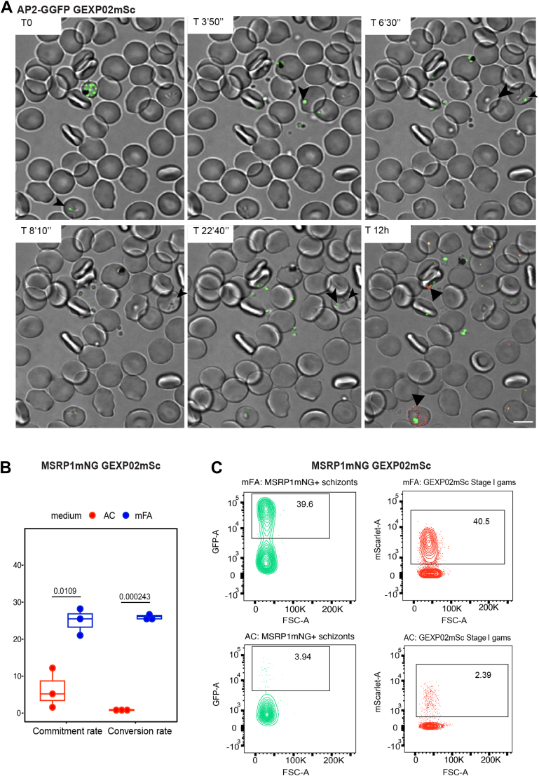 Figure 6