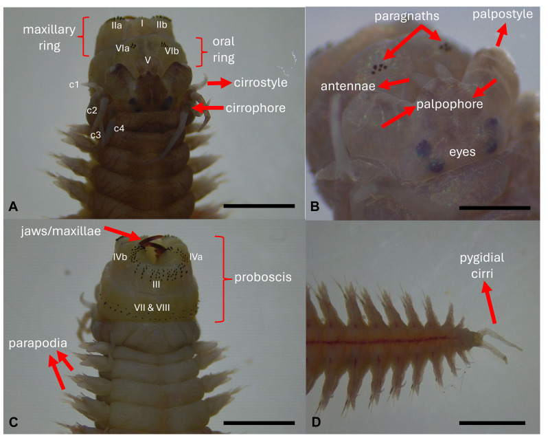Figure 6