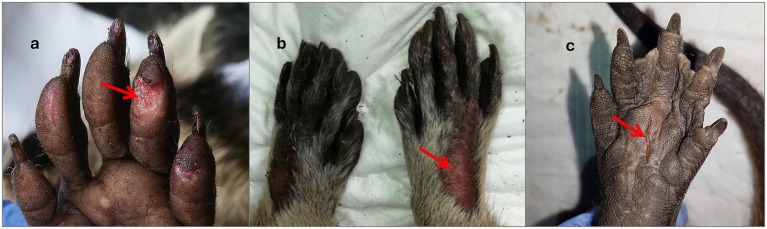 Figure 5